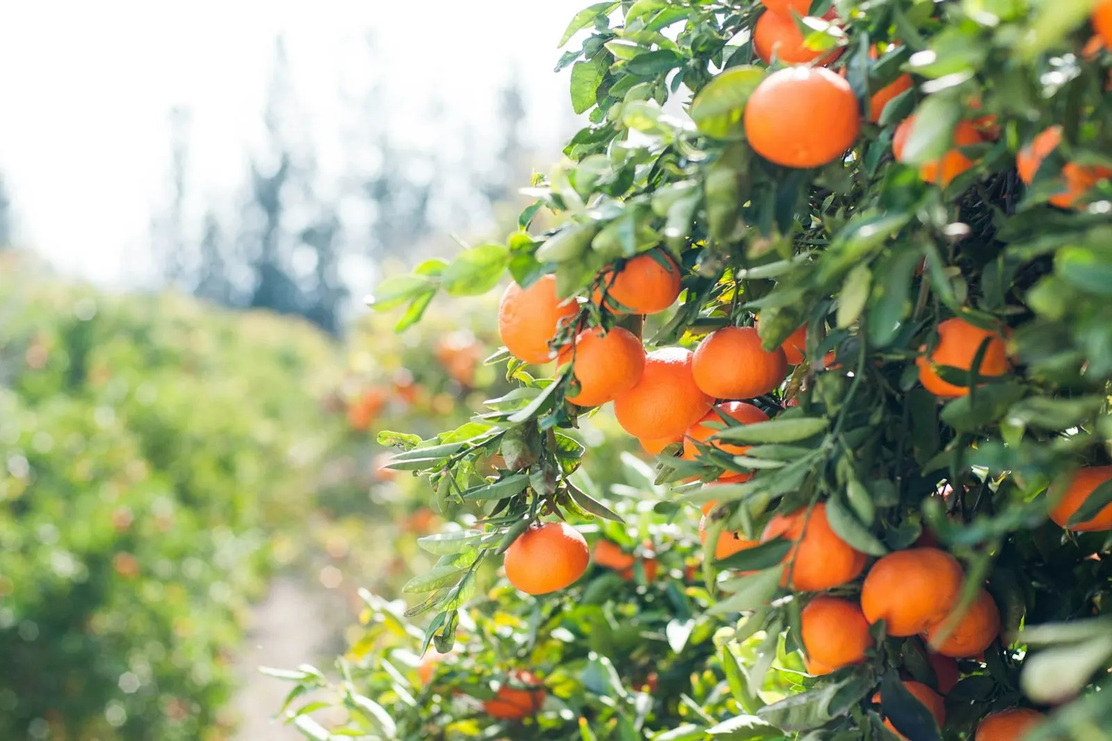 Naranjas maduras en el árbol