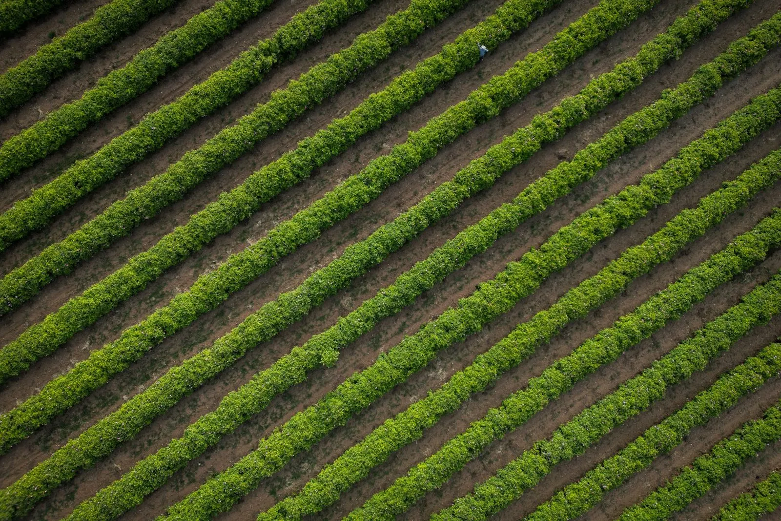 Plantación extensa con líneas de cultivo
