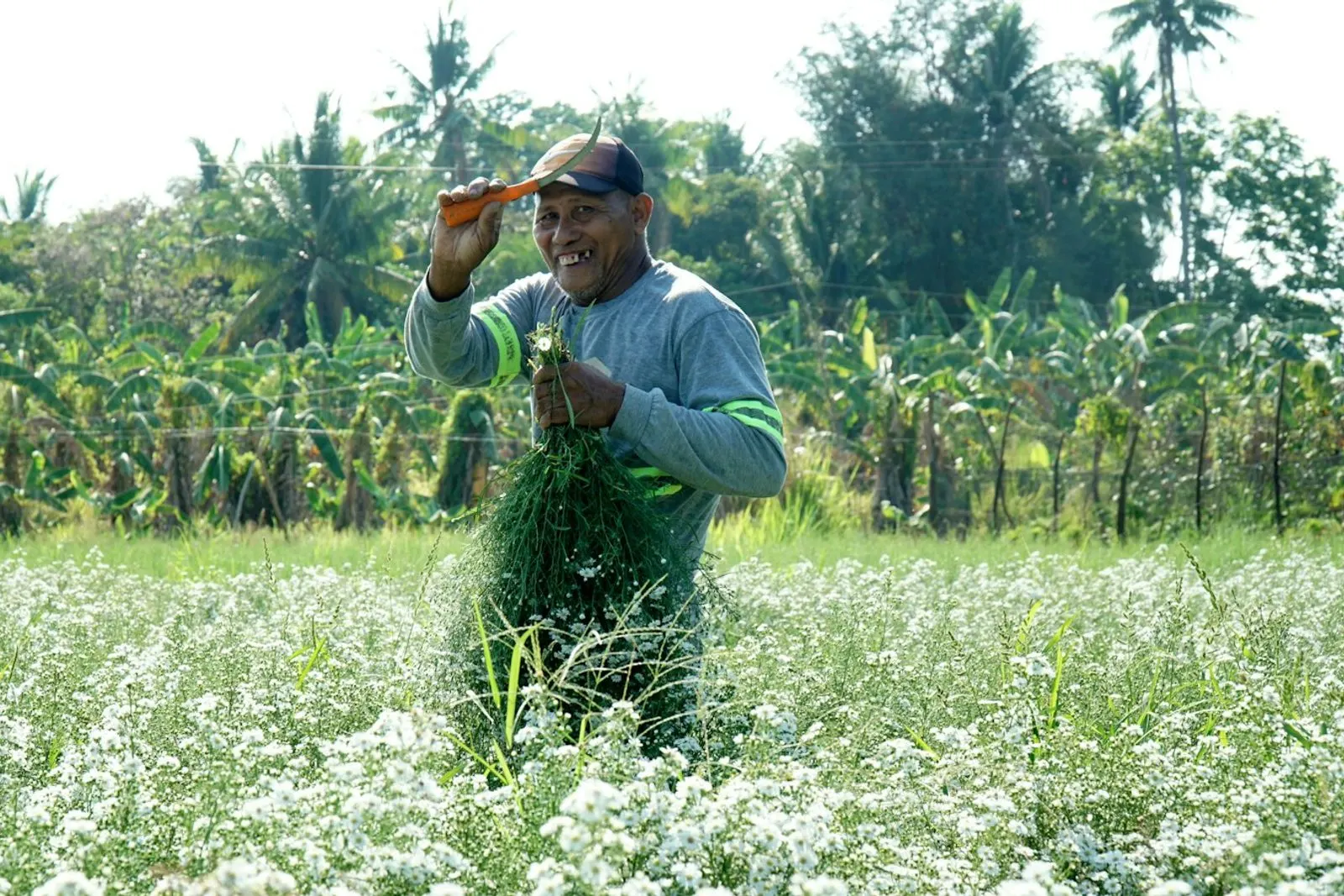 Productor revisando su campo
