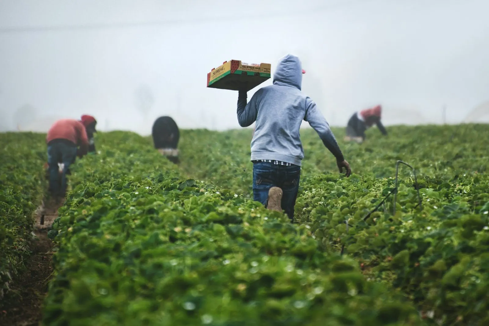 Trabajadores agrícolas en el campo