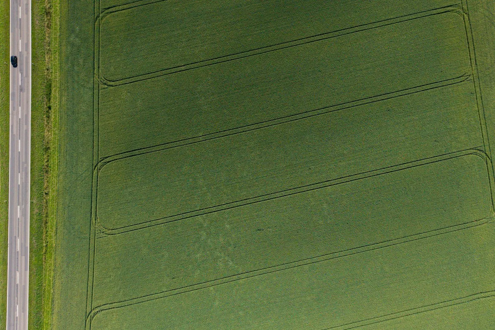 Campo de cultivo visto de cerca