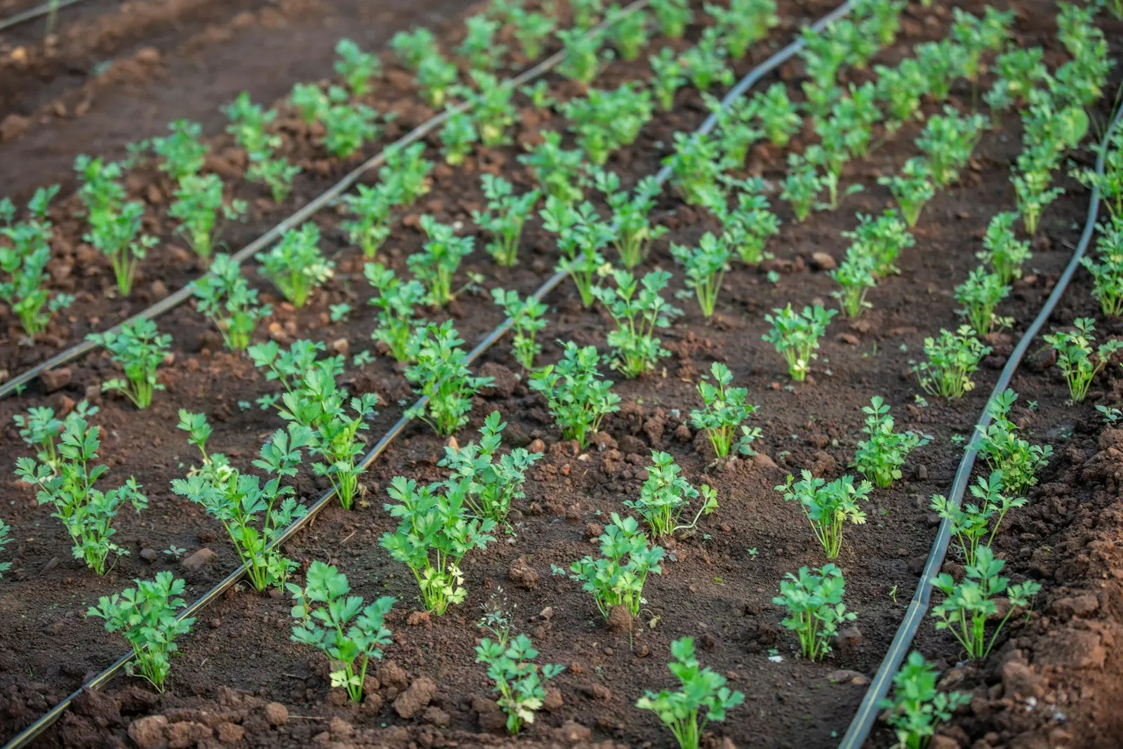 Línea de riego por goteo en un cultivo